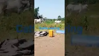 How lucurative is Cattle rearing business