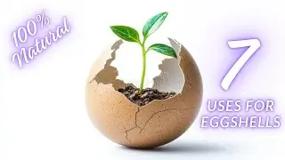 7 Ingenious Ways to Reuse Eggshells at Home 🥚🌿 | Eco-Friendly Tips