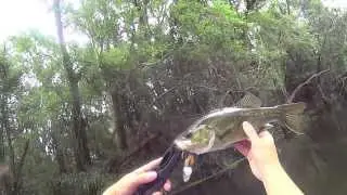 Gold Coast Bass Fishing: Fish Arrow - Cover Cicada