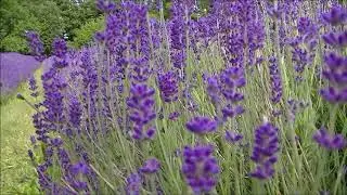 Your Kids Gonna Love Lavender Fields!! Tractor Ride at Lavender Farm!