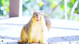 Squirrels' Happy Afternoon♪🥜🐿️🐿️👼🥰Cinnamon & Summer