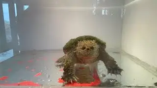 21/1/2021 cho b&eacute; flo ăn t&ocirc;m - Florida snapping |Snapping turtle
