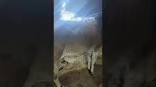 Qurbani 2025 | Navel Cow Mandi
