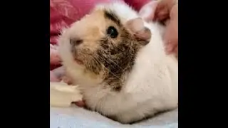 5 common Guinea Pig Illness/Injury that may not require a vet!