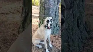 Our walk with Panda / Наша прогулка с Пандой | Панда и Толик