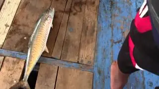 Fun Fishing MAckerel Seribu Island Indonesia - Tenggiri Feb 2015 video 10
