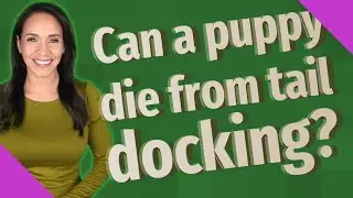 Can a puppy die from tail docking?