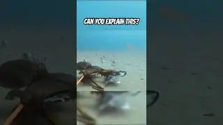 Octopus vs Shark - or is it? #oceanshorts