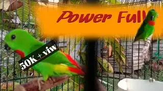 Suara serindit tajam kombinasi main singa
