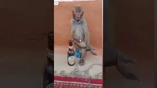 #newmonkey status #bewafastatus Like #shri #subscribe and #soports for Ever and evere