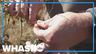 Trade deal with China offers relief for U.S. soybean farmers, but challenges remain
