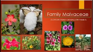 Family Malvaceae |Mallow family |Cotton family