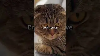 How Cats Recognize Their Owners