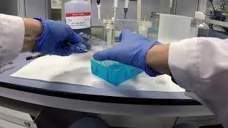 Disassembly of electrophoresis in polyacrylamide gel and gel staining |  | UPV