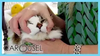 How to Give Your Pet a Tablet - The Carousel