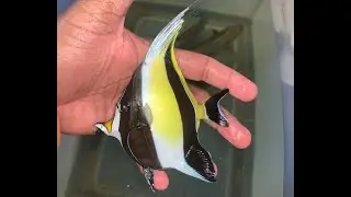 Moorish Idols