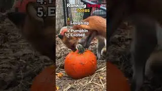 Little foxes ranked. The last one is too hilarious‼️😂🤣💯 #fox #animals #cute #fyp