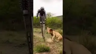 Funny cactus man vs Lions funny moment 😂🦁 #lion #viral #video #funny #shorts