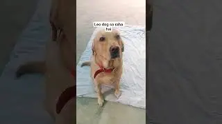 labra#dog training#video#share#viral#subscribe #contact #7988150626