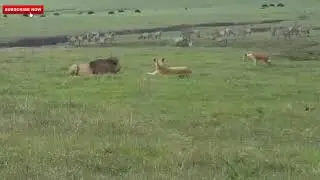 Stray dog attacks Two Lions