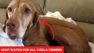 Vizsla Personality: The Highly Sensitive Dog!