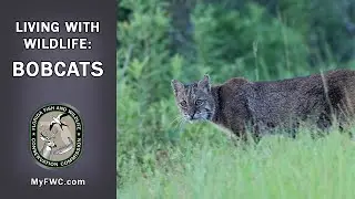 Living with Wildlife: Bobcats