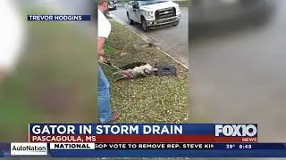 Aligator in storm drain Pascagoula
