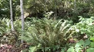 Binaural walk in the park (use headphones)