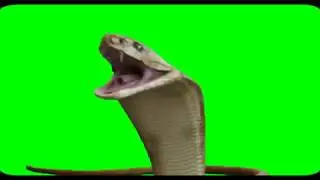 green screen snack