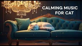 Deep Sleep Music for Cats : 12 Hours of Calming Sounds for Anxiety Relief and Relaxation 😺😴😌