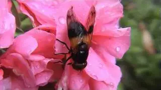 Hoverfly - Volucella pellucens
