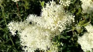 Filipendula ulmaria (Meadowsweet)