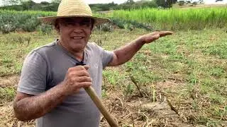 Ensinando voc&ecirc; adubar a Capineira
