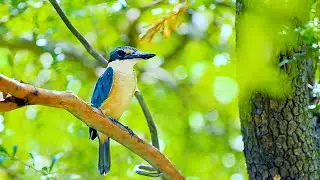 Superstitious Reverence | Sacred Kingfisher | 76/1993