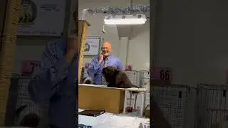 The judge is teasing a cat at CFA cat show in Turlock CA