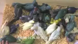 2019-2020 BREEDING SEASON: SOME OF MY INDIAN RINGNECK PRODUCTIONS