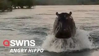Close call: Watch the moment a huge hippo CHASES a speedboat full of sightseers! | SWNS
