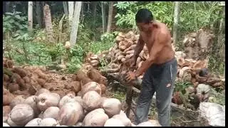 HOW TO PEEL THE COCONUT MANUALLY