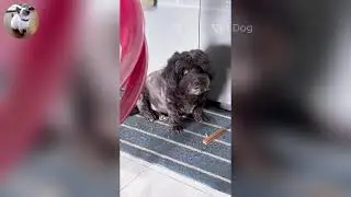Funniest Cats and Dogs Videos 2026🐈🐕Try Not To Laugh😜 Part 37