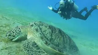 Geweldige Schildpadden bij Marsa Abu Dabbab, Egypte