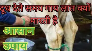 दूध देते समय गाय लात क्यों मारती है आसान उपाय है#cow#vp cow lover