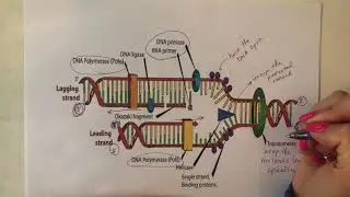 Video #2: DNA Replication