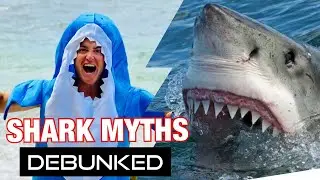 Top Shark Myths- DEBUNKED!