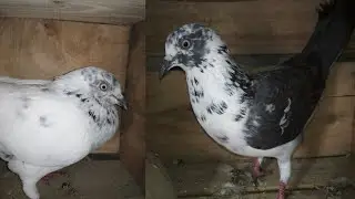 VMG BIRDS OUR PIGEONS IN SMALL CAGE