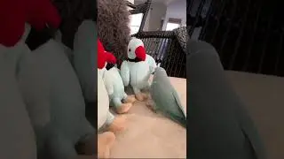 The MOST CHARMING Parrots EVER!✨🦜 #shorts #compilation #funnybirds #funnyvideos #pets #parrot #birds