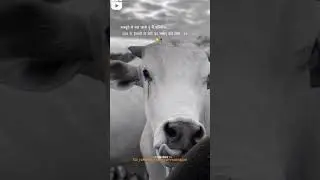 #jaigomata #jaigomata #goumata #saveanimals #animalrescue #animal #animalsave #viralsorts