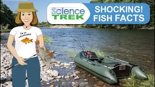 Fish: Shocking! Fish Facts | Science Trek