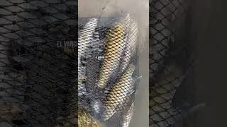 Banyak ikan mahseer #fishing #mancing #mancingmania #mahseer #jurung