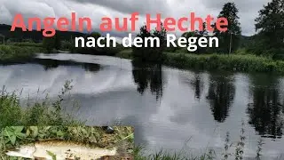 Angeln auf Hechte im Sommer nach dem Regen || Spro IRIS FAT 60mm ist ein Gewinner