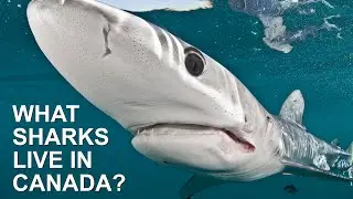 What Shark Species Live in Canada&rsquo;s Coastal Waters?